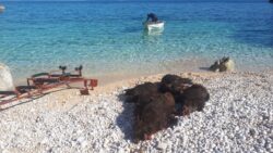 Arrangement Ansitz & Drückjagd auf einer Insel in Kroatien