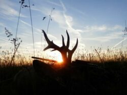 Angebot Rehbock-Jagd in Ungarn 2022